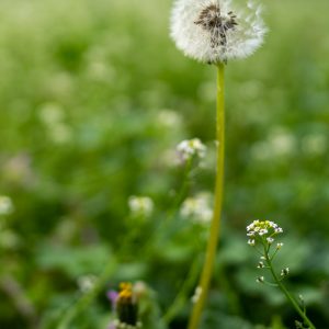 Sony-FE-24mm-f1.4-GM_13