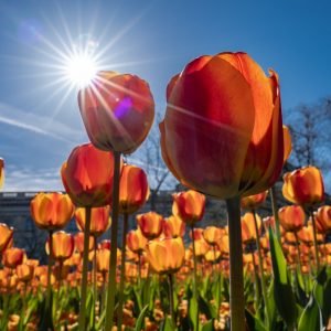 Sony-FE-24mm-f1.4-GM_16