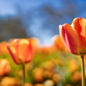 Sony-FE-24mm-f1.4-GM_17