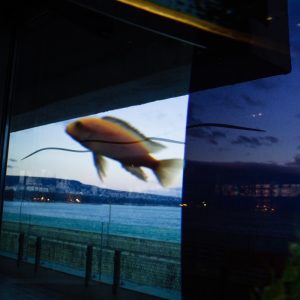 Stefan_Kolev_Fish tank in a restaurant-VARNA-2022