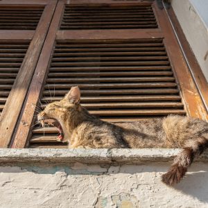 Sigma-I-Series-20-2_47