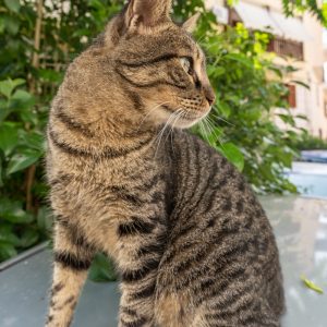 Sigma-I-Series-20-2_56