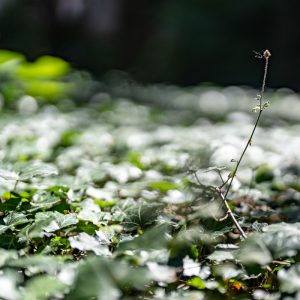 Sony-FE-50mm-f-1.2-GM_14