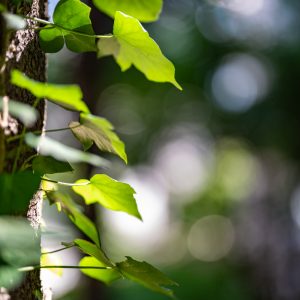 Sony-FE-50mm-f-1.2-GM_15