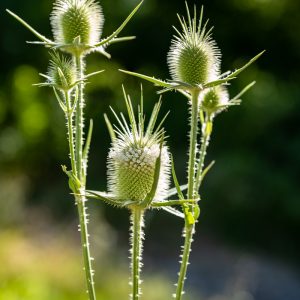 Sony-FE-50mm-f-1.2-GM_16