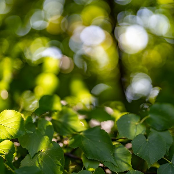 Sony-FE-50mm-f-1.2-GM_f1.2