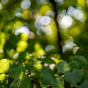 Sony-FE-50mm-f-1.2-GM_f1.4