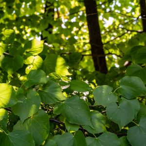 Sony-FE-50mm-f-1.2-GM_f11