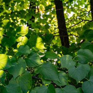 Sony-FE-50mm-f-1.2-GM_f16