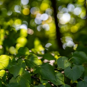 Sony-FE-50mm-f-1.2-GM_f2