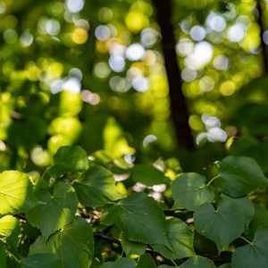 Sony-FE-50mm-f-1.2-GM_f2.8