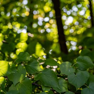 Sony-FE-50mm-f-1.2-GM_f4