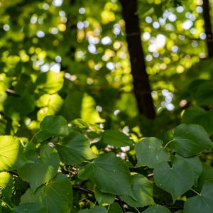 Sony-FE-50mm-f-1.2-GM_f5.6