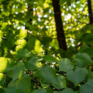 Sony-FE-50mm-f-1.2-GM_f8