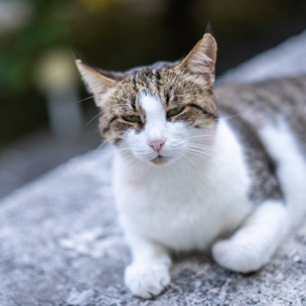 7artisans-35mm-f-0.95_17