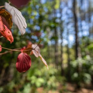 Sony-FE-14mm-f-1.8-GM_15