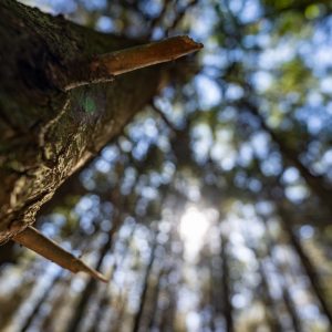 Sony-FE-14mm-f-1.8-GM_16