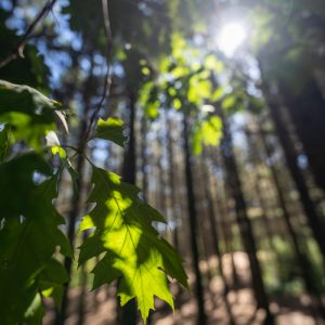 Sony-FE-14mm-f-1.8-GM_18