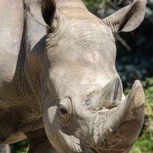 Canon-RF-100-500mm-F4.5-7.1L-IS-USM-11