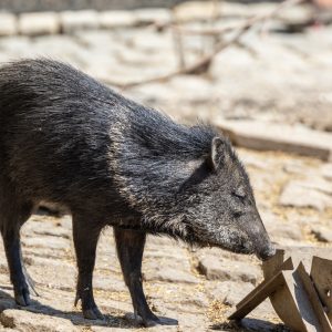 Canon-RF-100-500mm-F4.5-7.1L-IS-USM-12