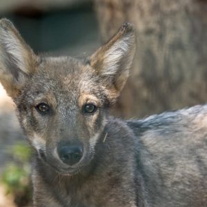 Canon-RF-100-500mm-F4.5-7.1L-IS-USM-13