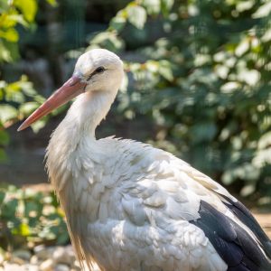 Canon-RF-100-500mm-F4.5-7.1L-IS-USM-14