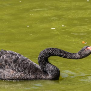 Canon-RF-100-500mm-F4.5-7.1L-IS-USM-15