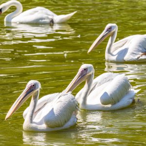 Canon-RF-100-500mm-F4.5-7.1L-IS-USM-16