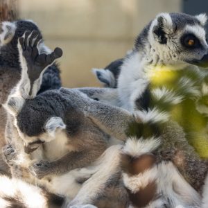 Canon-RF-100-500mm-F4.5-7.1L-IS-USM-5