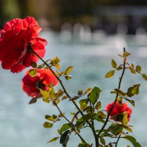 NIKKOR-Z-28-75mm-f-2.8-1