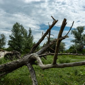 Canon-RF-24-50mm-F4.5-6.3-IS-STM_3