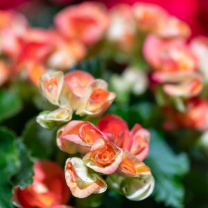 NIKKOR-Z-70-180mm-f-2.8_13