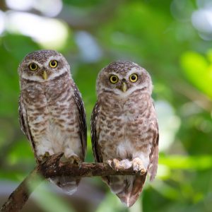 Z_600_F6.3_VR_S_RK_PS_4798_TC1.4x_A3