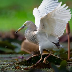 Z_600_F6.3_VR_S_RK_PS_5325_TC1.4x_A3