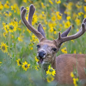 Z_600_F6.3_VR_S_SR_PS_0376_A3