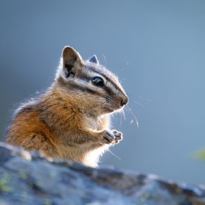 Z_600_F6.3_VR_S_SR_PS_8151_TC2.0x_A3