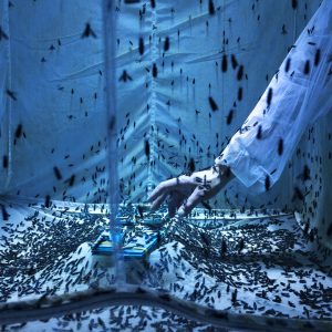 Black-Soldier-Fly-Farming-(I)---Maurizio-Di-Pietro