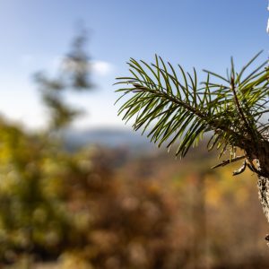 Canon-RF-24mm-f-1.8-11