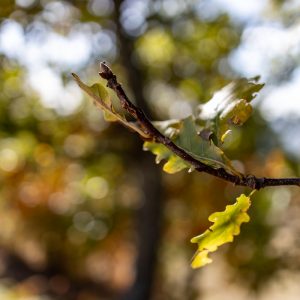 Canon-RF-24mm-f-1.8-12