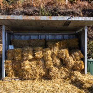 Canon-RF-24mm-f-1.8-14