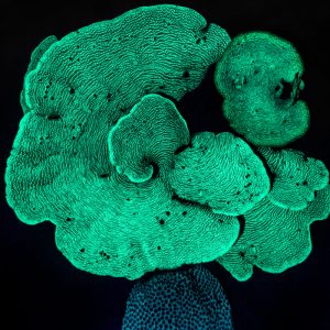 Corals-At-Night---Nicolas-Marin