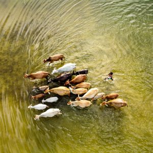 Flood-Affected-Area---Solayman-Hossain