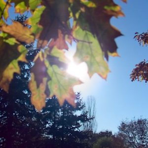 Lytro_Light_Field_Camera_13