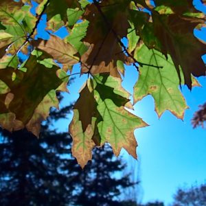 Lytro_Light_Field_Camera_22