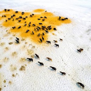 Survival-Of-Buffaloes-In-Drought---Md-Shafiul-Islam