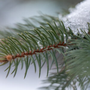 Sony-FE-90mm-f-2.8-Macro-G-OSS-19