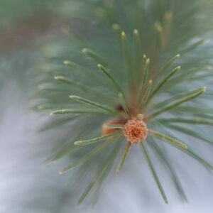 Sony-FE-90mm-f-2.8-Macro-G-OSS-20