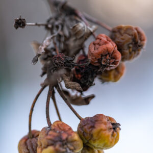 Sony-FE-90mm-f-2.8-Macro-G-OSS-22