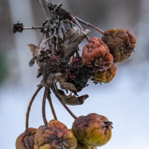 Sony-FE-90mm-f-2.8-Macro-G-OSS-23