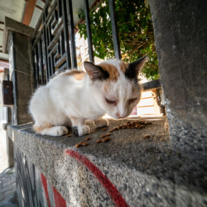 Venus-Optics-LAOWA-6-mm-f2-Zero-D-MFT_3